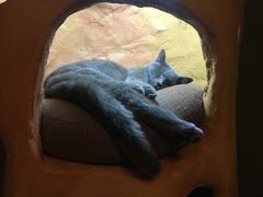 -猫猫幼稚园·撸猫·桌游·电玩