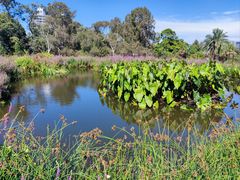 -墨尔本皇家植物园