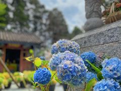 -寂照庵