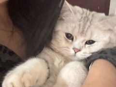 -喵zoo家庭繁育猫舍(尖东智能花园店)