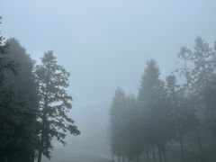 -武陵山森林公园