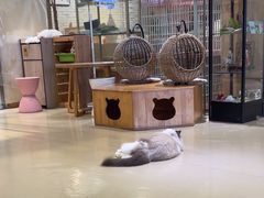 -藏猫猫咖啡主题馆(中央大道店)