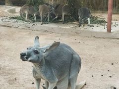 -深圳野生动物园