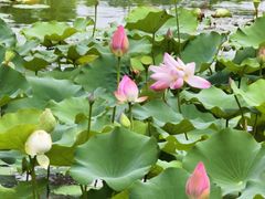 -荔湾湖公园
