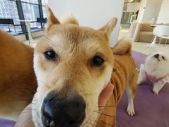 -怪兽屋·羊驼·猫咖·狗咖(俊华广场店)