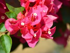 -东南花都花博园