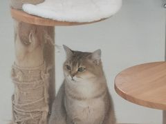 -共舞时光猫咖·狗咖(新街口店)