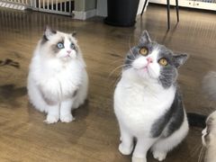 -东方名猫馆·英短金渐层布偶猫舍(环线广场1号楼店)