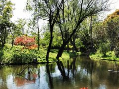 -上海共青森林公园