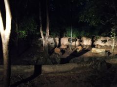 -清迈夜间动物园