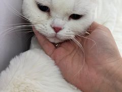 -爱洗澡的猫(望京店)