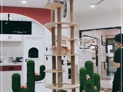 -喵园·猫主题咖啡厅·撸猫·猫咖(国贸店)