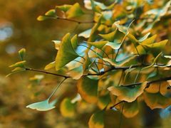 -辽宁大学(崇山校区)