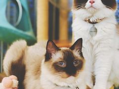 -猫在这儿猫咪咖啡馆·撸猫馆
