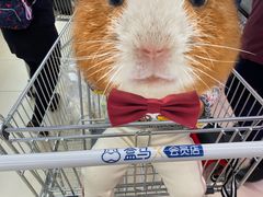 -盒马X会员店(上海森兰商都店)