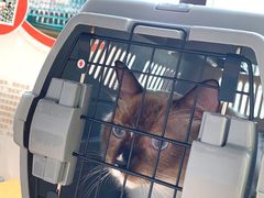 -伟伟宠物医院·瑞派猫友好医院·猫科(光谷店)