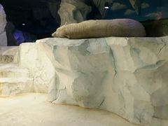 -芜湖新华联大白鲸海洋公园