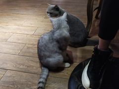 -more than meow吴止猫主题餐厅(承德 中船汇店)