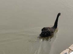 -鹅湖玫瑰文化园
