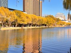 -三里屯东五街银杏大道