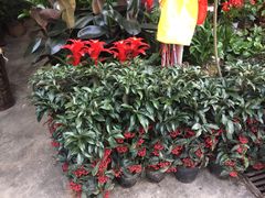 -秦美花卉(天朗·莱茵小城2期店)