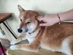 -柴犬高等学院·狗咖·柴犬售卖·宠物训练