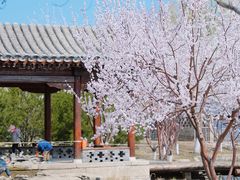 -春风习习