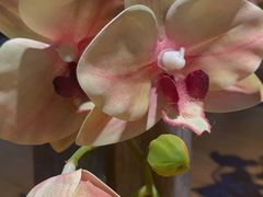 -IFIF 如果花園(宽厚里店)