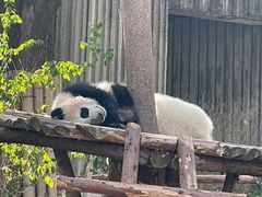 -成都动物园
