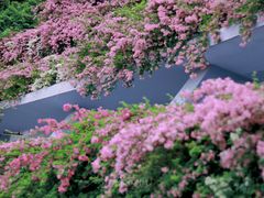 -深圳市中科院仙湖植物园