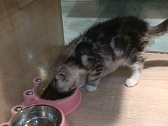 -BABIT巴比特宠物(MOMOPARK店)