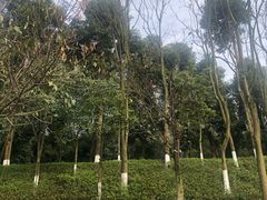 -龙头寺公园