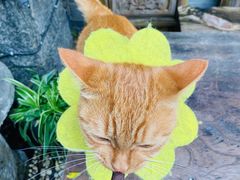 -喵屿·大理花园猫咖