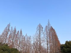 -上海滨江森林公园