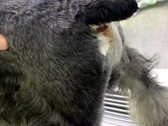 -思宇宠物医院