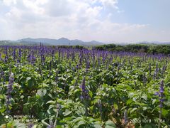 -光明小镇欢乐田园
