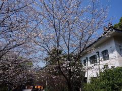 -武汉大学-樱园