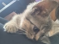 -楼上猫咖(罗湖店)
