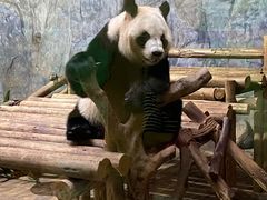 -深圳野生动物园