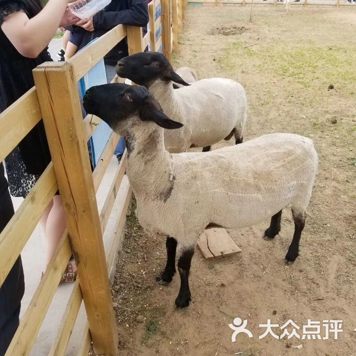 卓愛房車小鎮親子游圖片-北京親子樂園-大眾點評網