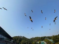 -深圳野生动物园