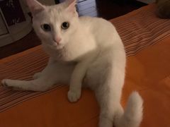 -芭比堂动物医院·犬猫全科·异宠专科(雁塔分院)