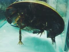-班赞海鲜市场