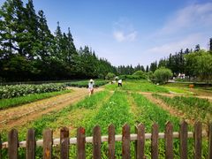 -前小桔亲子创意农场·草莓采摘·露营烧烤