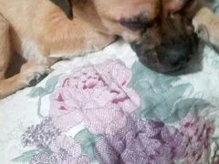 -瑞派福兴宠物医院犬猫全科·骨科·中西医结合(河东店)