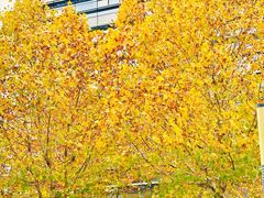 -阿里中心·杭州Z空间