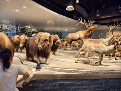 -Behring World of Animals(上海自然博物馆店)