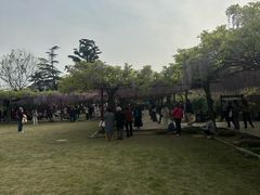 -嘉定紫藤园