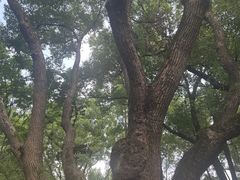 -徐家汇源景区-衡山公园