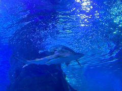 -太平洋海底世界